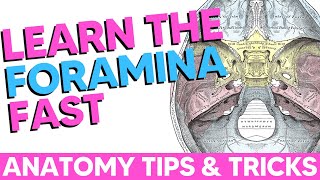 Cranial Foramina [Easy Mnemonics]