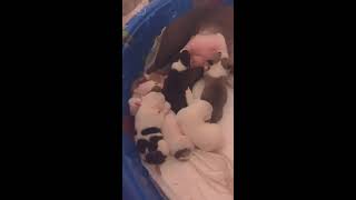 Newborn pitbull puppies