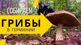 видео: Собираем грибы в Германии попытка номер #2🍄🌳🥰 картинка: Собираем грибы в Германии попытка номер #2🍄🌳🥰