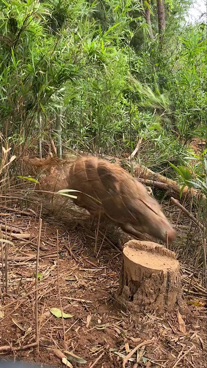 Babi Besar Menerobos Jaring Seperti Pesawat Tempur