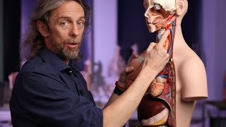 Chemoreceptor reflex anatomy