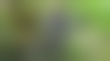 Tips on how to release an opossum (Didelphis virginiana) from a cage trap, box trap, or live trap