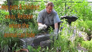 Tips on how to release an opossum (Didelphis virginiana) from a cage trap, box trap, or live trap