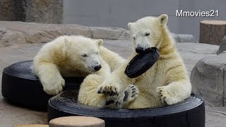 いつも大切な黒いフタ~Polar Bears like a toy