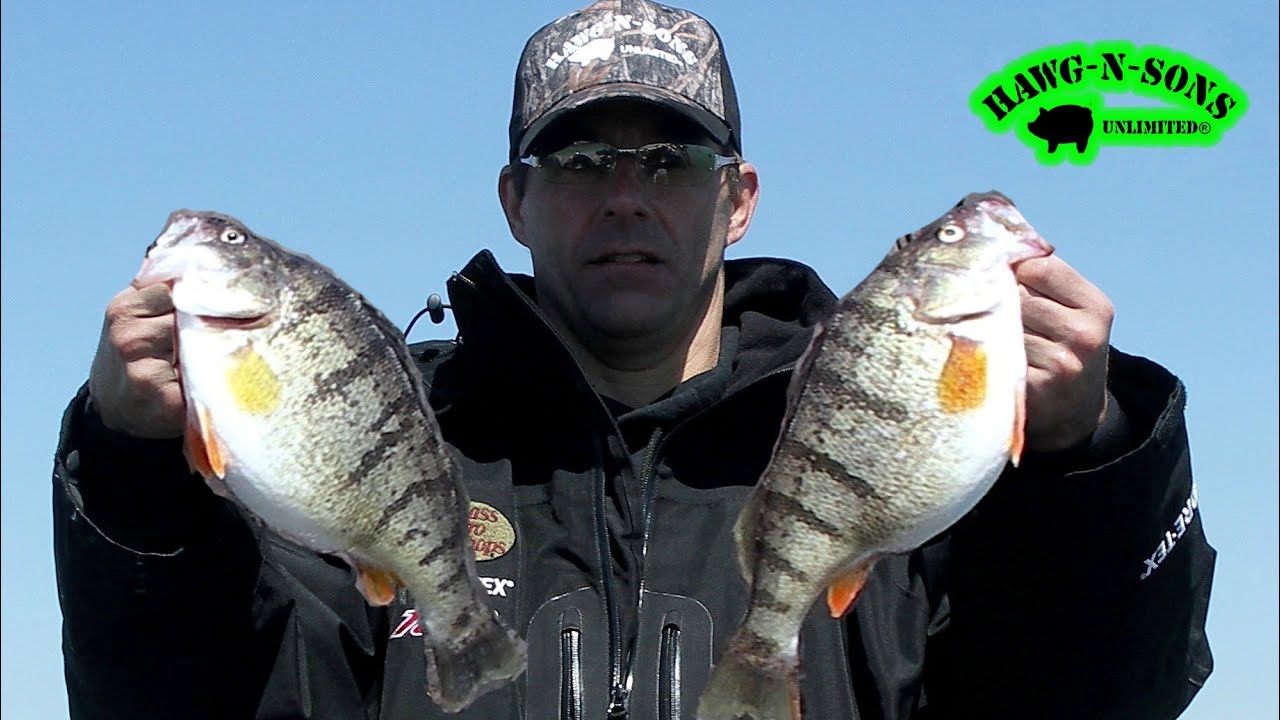 Catch Jumbo Perch Fishing Ultimate Secret Exposed Chicago Lake regarding Bass Fishing Tips In Michigan Catch Jumbo Perch Fishing Ultimate Secret Exposed Chicago Lake regarding Bass Fishing Tips In Michigan