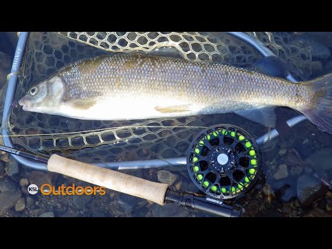 Video: How To Catch Whitefish In Winter