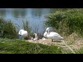 Mute Swan family 3 cygnets on Peter Pond Emsworth - 29 June 2018