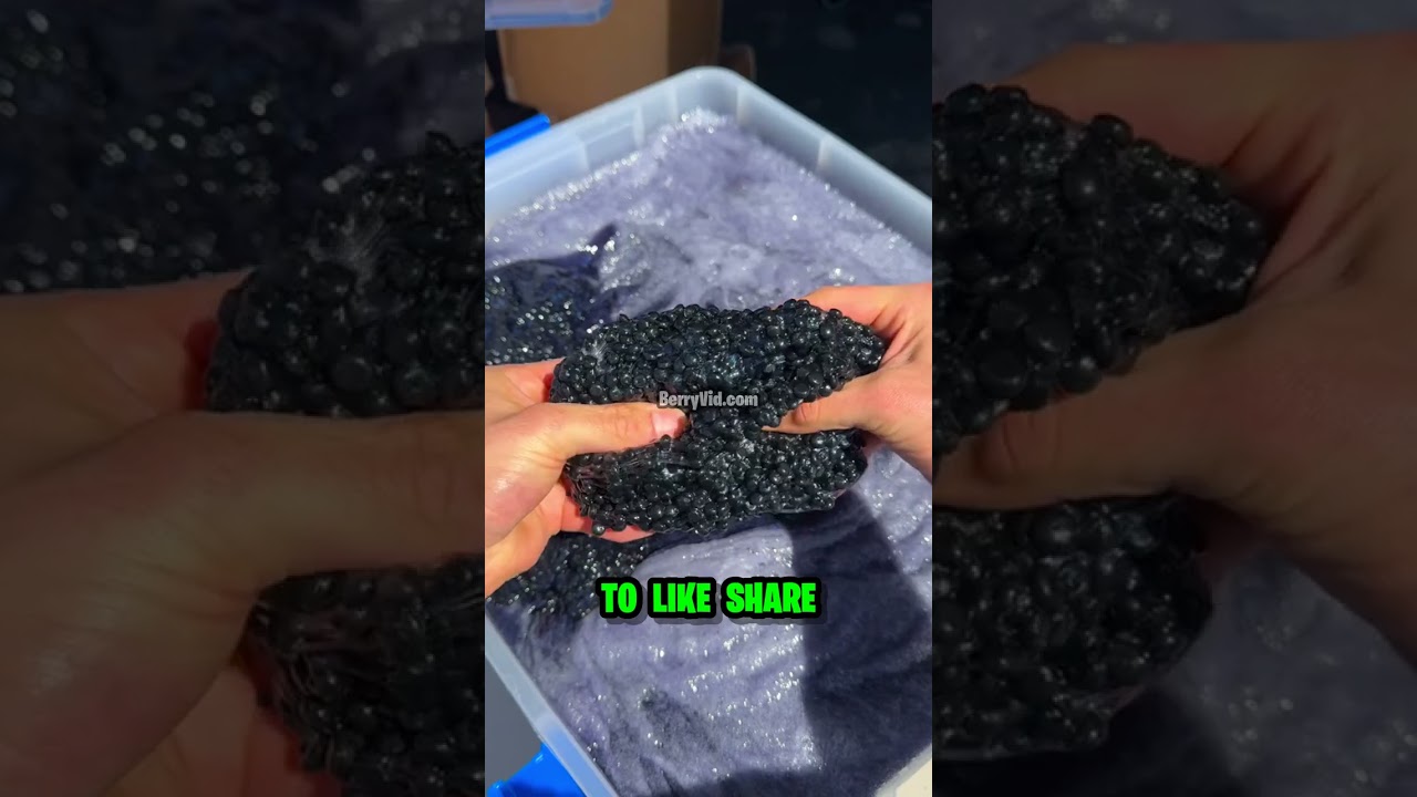 Effortless Video Creation with BerryVid.com | AI-Powered Content Generation