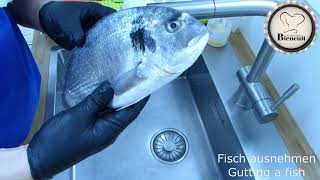 Fisch ausnehmen Gutting a fish