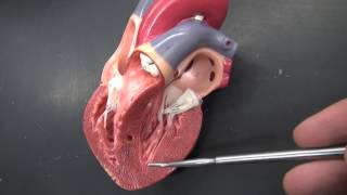 HEART ANATOMY QUIZ: RIGHT VENTRICLE.MTS