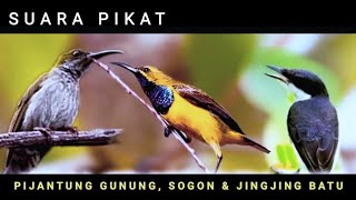 Suara Pikat PIJANTUNG GUNUNG, SOGON & JINGJING BATU 