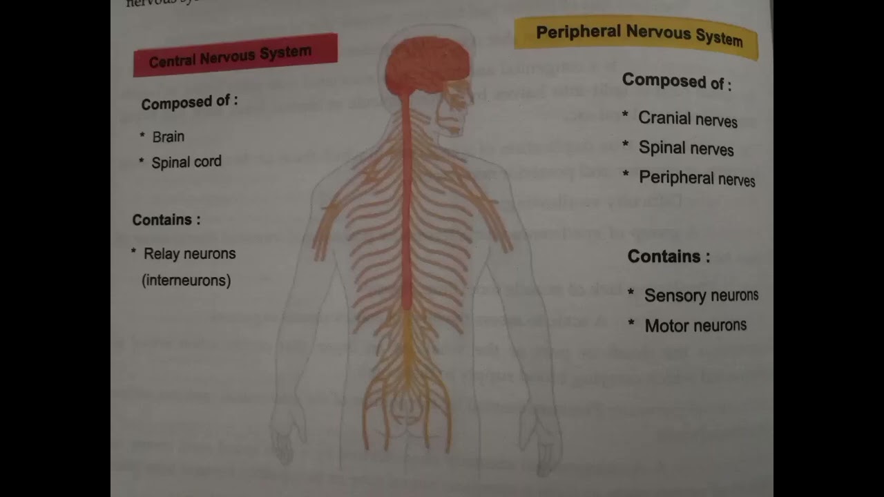 Peripheral nervous system 
