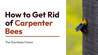 How to Get Rid of Carpenter Bees | 3 Ways to Get Rid of Carpenter Bees | The Guardians Choice