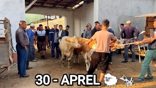 BAGʻDOD MOL BOZORIDA SOTILGAN VA QAYTGAN MOLLAR.