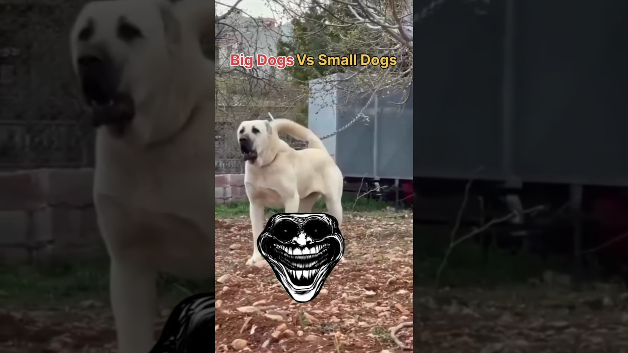 Other Family Dog Protection vs This Dog ☠️ | 