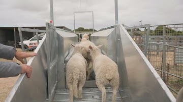 RiverCity Trailers - Bulk Sheep Handler