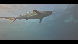 Scuba Diving Belize December 2025