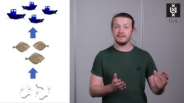 3MT pitch Jasper Croll, The dynamics of fish populations, UvA Faculty of Science