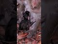 #MustWatch #TooCute #DailyDoseOfCuteness #MadeMyDay #AnimalsOfYouTube #HappyVibes #AdorableAnimals #