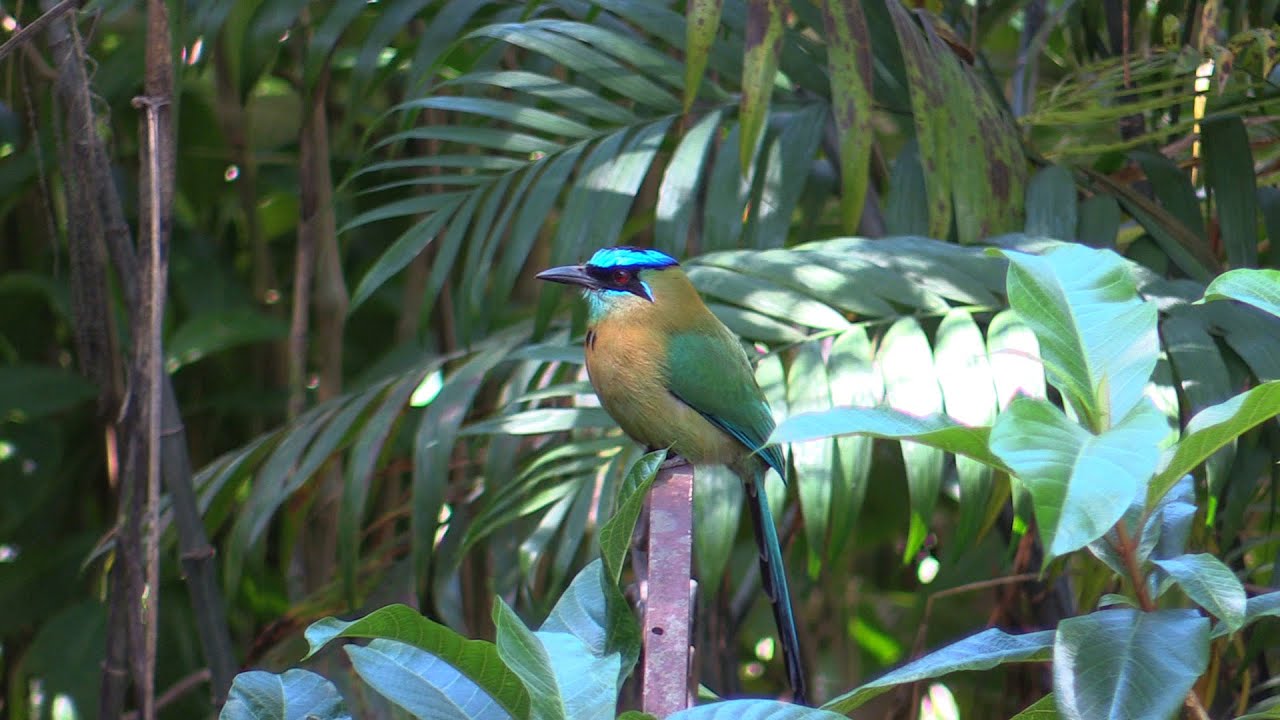 birds-of-costa-rica-curassow-guans-motmots-puffbird-quail