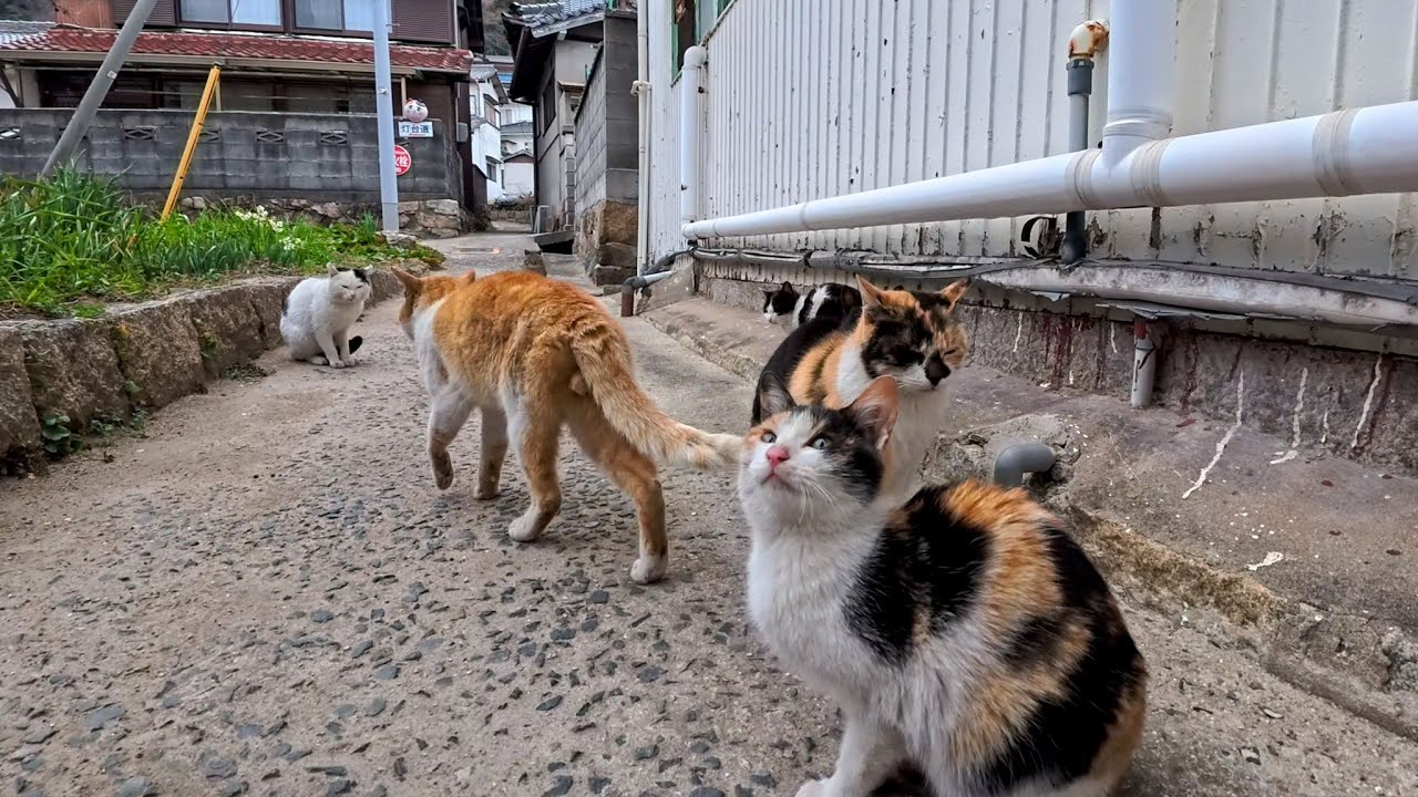 I Turned Into a Small Harbor Alley… and Suddenly Cats Were
