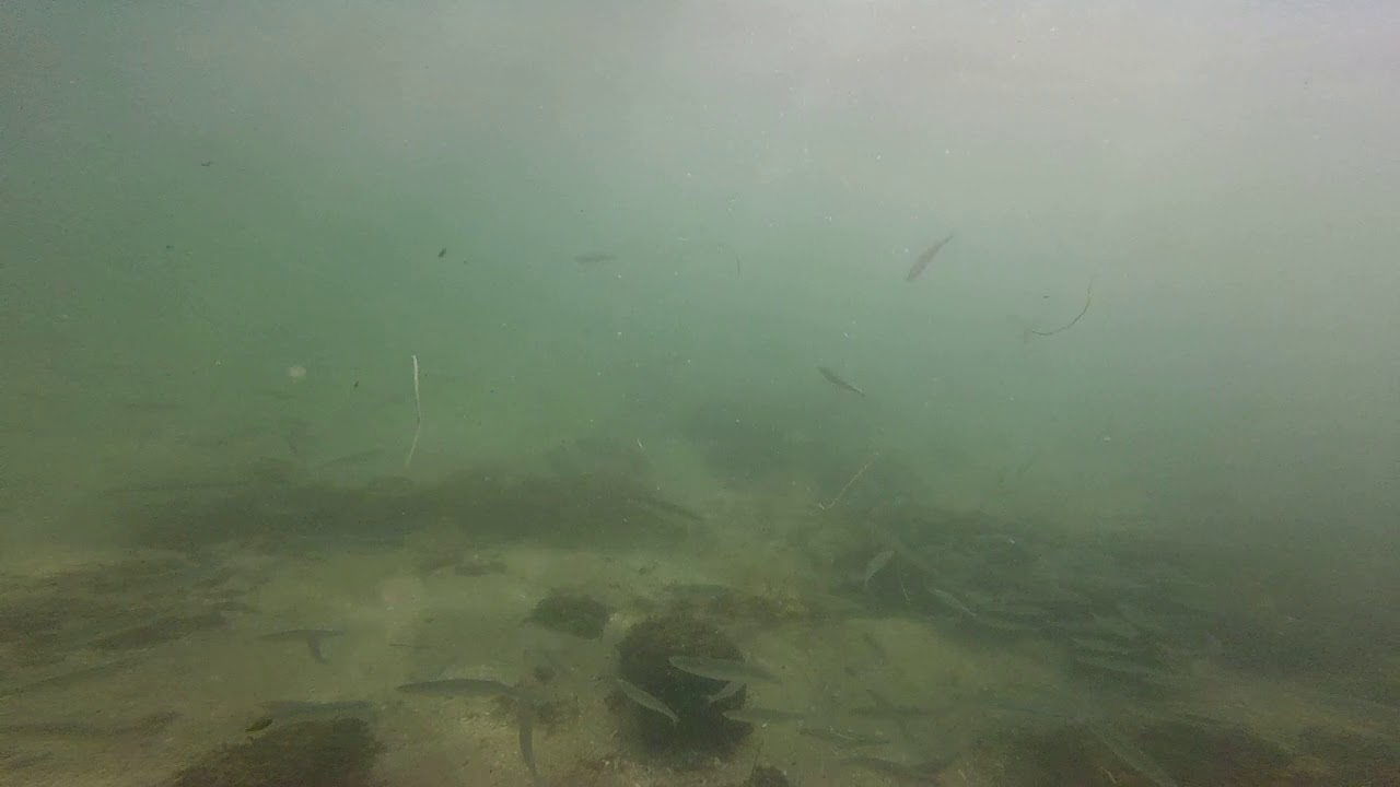 Chasing Fish with the Gopro at La Jolla Cove in San Diego ( HD - POV )