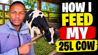 How I Feed My 25 Litres Cow
