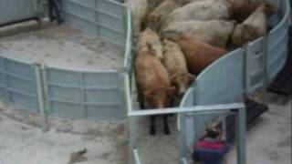 This cattle handling facility takes advantage of the animal