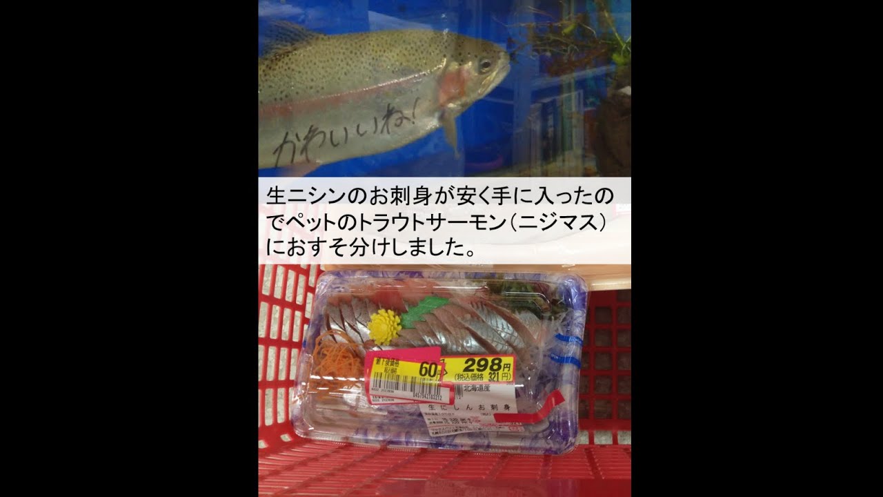 ニジマス 大好物の刺身を食う Youtube