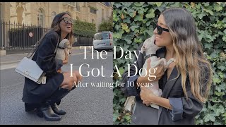 Vlog: Adopting a baby Italian Greyhound