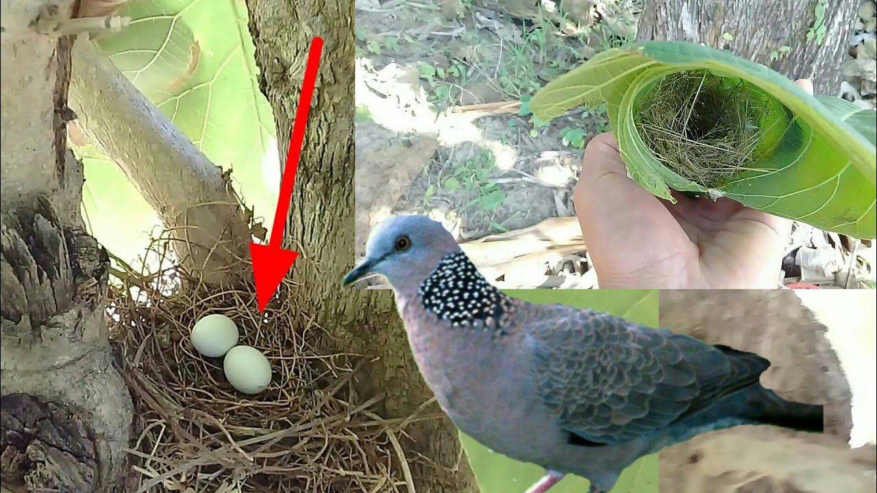 Keadaan Sarang Dan Telur Burung Tekukur Waktu Mau Ditetaskan