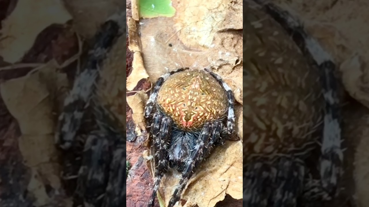 Watch Super Gagamba Hunt on YouTube Watch Super Gagamba Hunt on YouTube