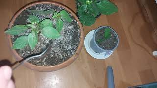 Çiçeklerde Sinek Böcek Bit Hepsi Bununla Yok Olacak Toprağa 2 Kaşık Koy Sinekler Uçup Gitsin