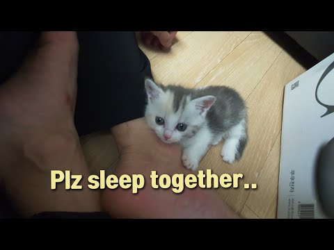 A baby <strong>cat</strong> who keeps asking me to sleep with <strong>her</strong>
