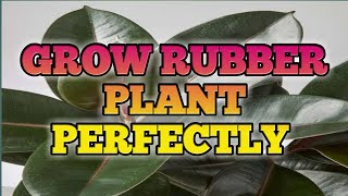 Celebrity Rubber Plant Care tips and tricks, you must know to grow it perfectly | Care tips for Ficus Elastica Profile
