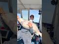 73lb Blue Catfish! Chase’N Cats Rod + Okuma Casting Reel