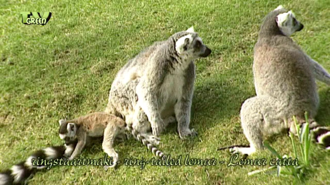 FaunaView: ringstaartmaki - ring-tailed lemur - Lemur catta