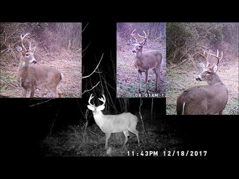 PROJECT 211 Trail Cam Survey Update-(Freak Baby Fawn??) 12-25-17