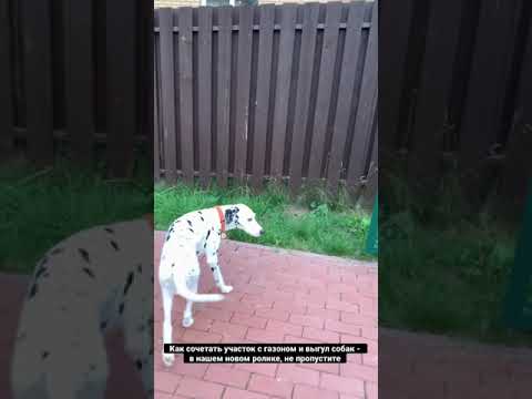 Туалет для собак на своём участке