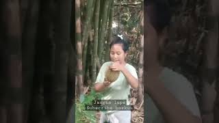 mencari durian di alam yang jatuh dengan sendirinya #alam #durian #hutan #camping