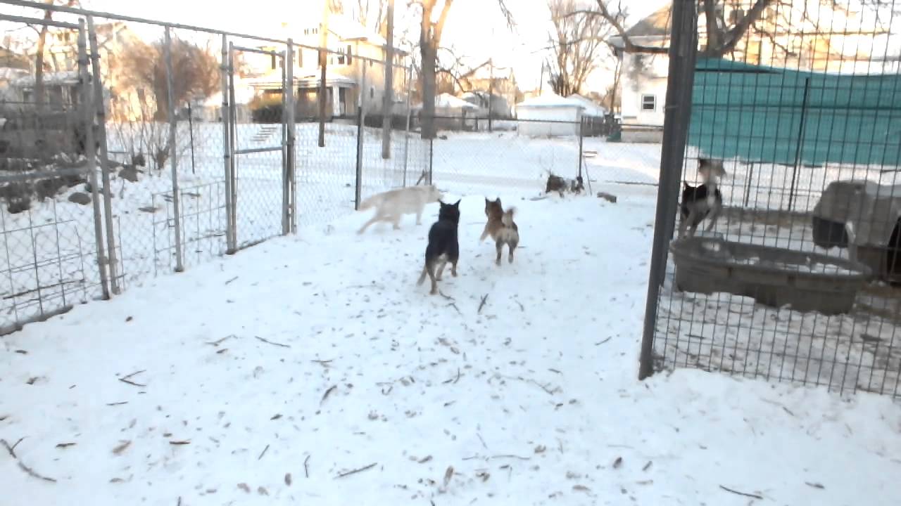 dogs roughhousing...Karoo is off her A game YouTube