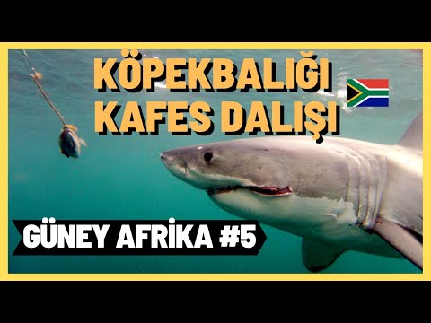 Video: Güney Afrika'da Köpekbalığı Dalış Rehberi Olarak Yaşam