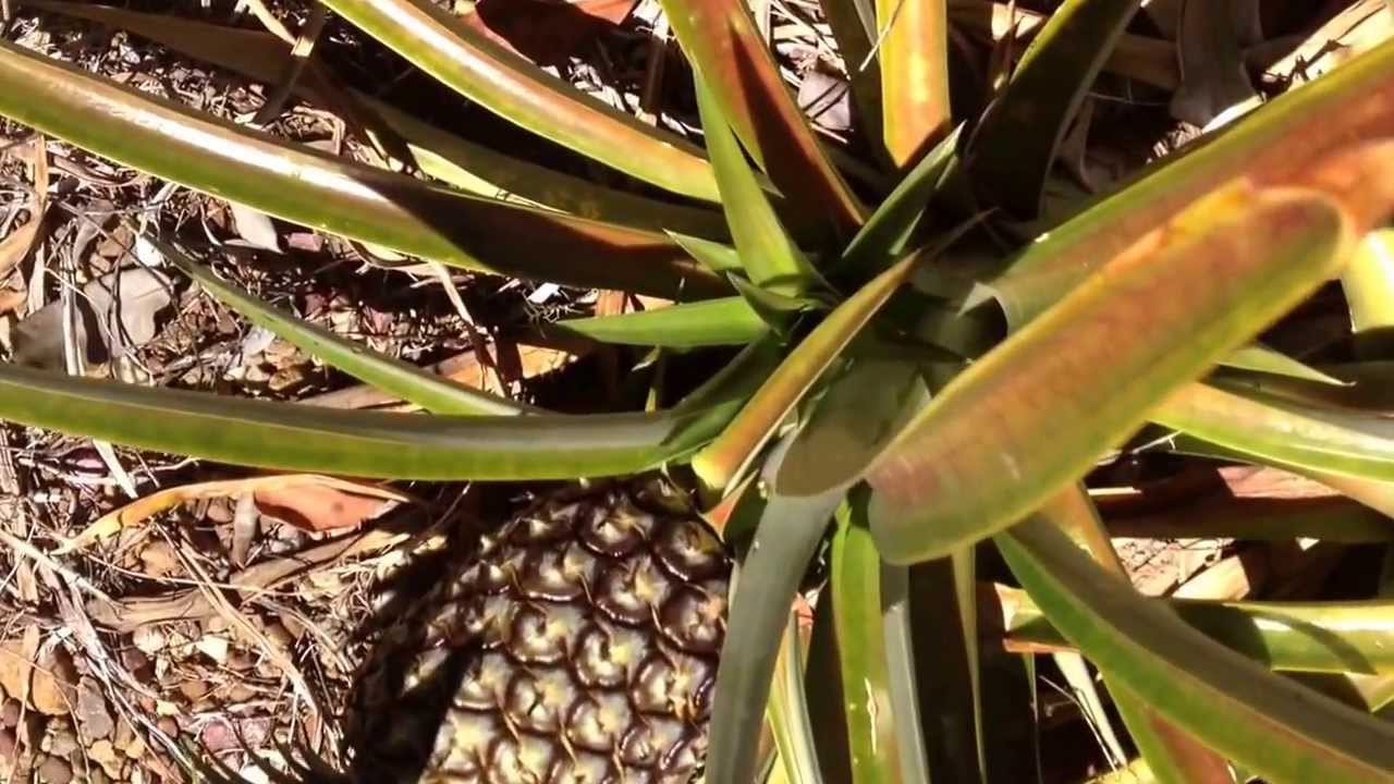 How Many Pineapples Do Pineapple Plants Grow?