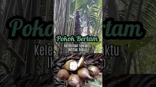 POKOK BERTAM KELEBIHAN SEWAKTU IKHTIAR HIDUP #survival #bushcraft #hiking #prepping #fyp #herbal