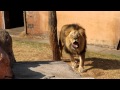 lions roar please turn up the volume for this video
