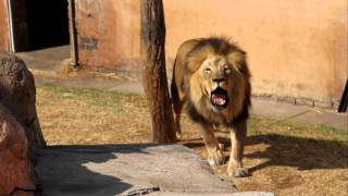 Lions Roar  Please turn up the volume for this video!!