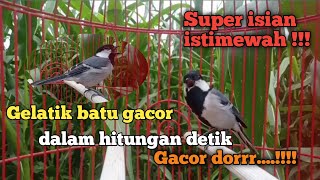 suara gelatik batu gelatik wingko cocok untuk masteran gelatik bisu gelatik malas bunyi nyauut