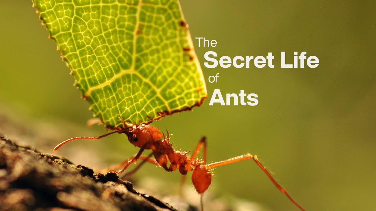 The Secret Life of Ants - YouTube