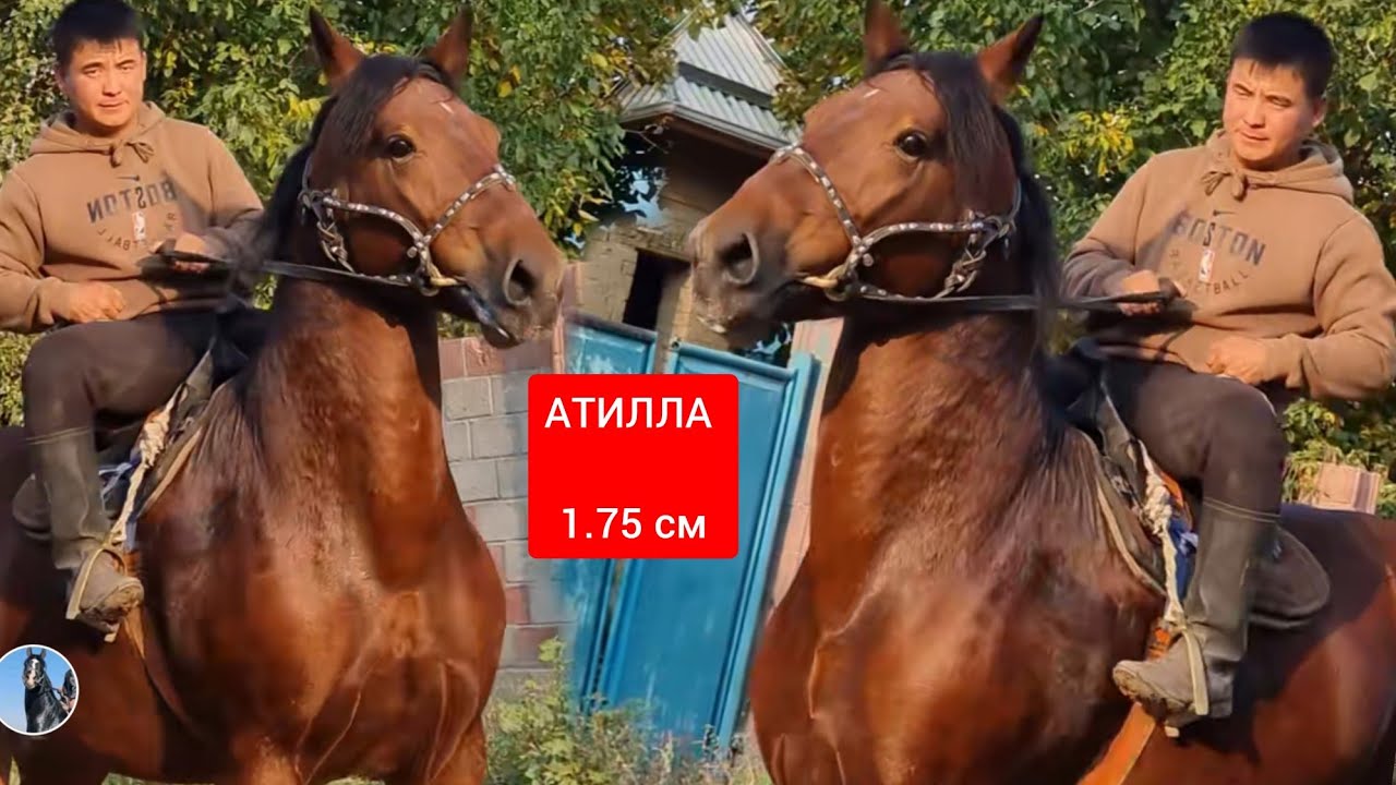 АТИЛЛА  1.75  см  Үсөн Балбандан Сатууга Чыкты 