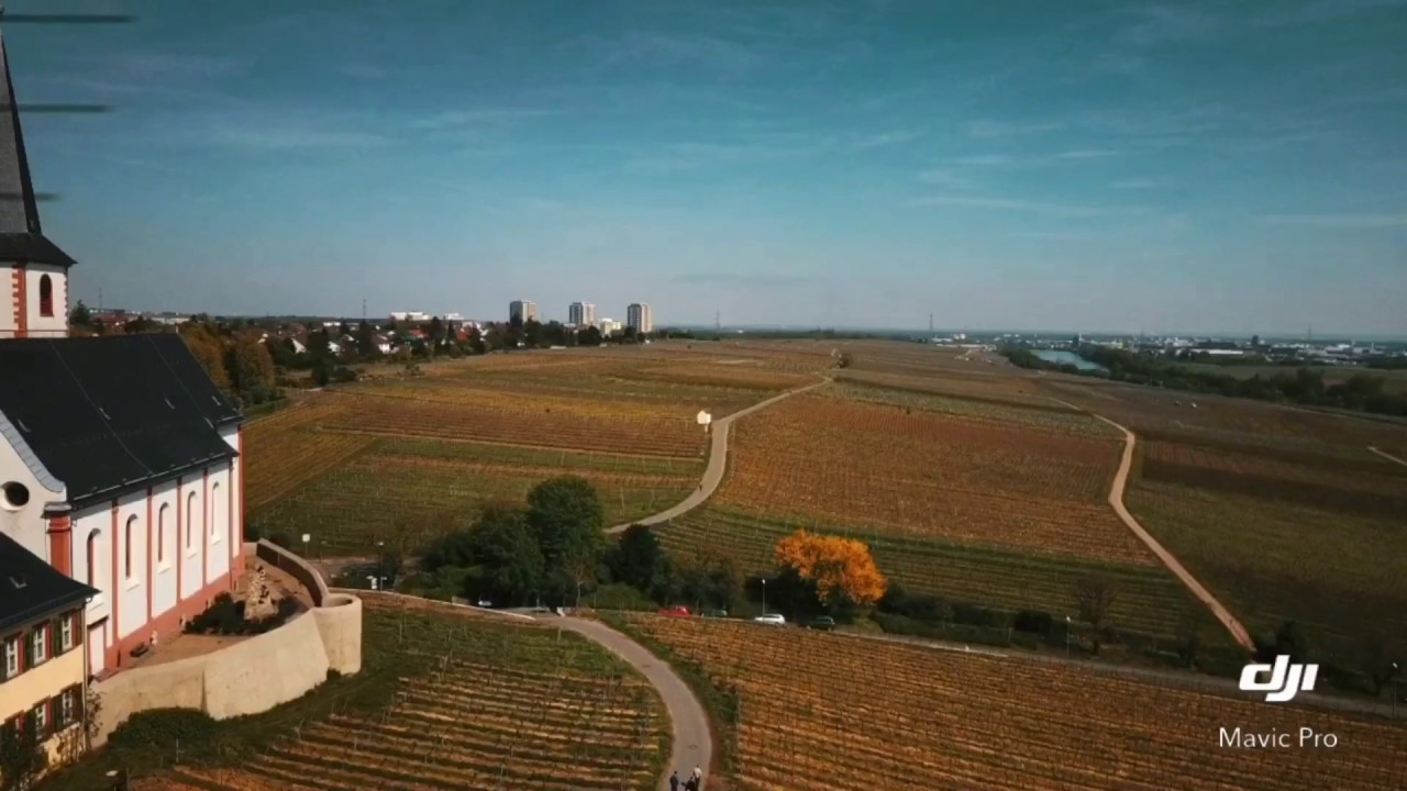 Sankt Peter und Paul Kirche & Weinberge Hochheim am Main